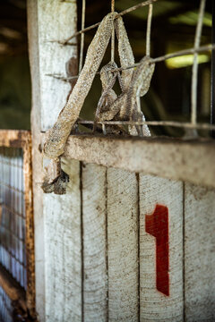 snake skin in a horse stable