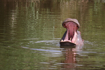 Fototapeta premium Flußpferd / Hippopotamus / Hippopotamus amphibius..
