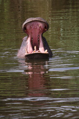 Fototapeta premium Flußpferd / Hippopotamus / Hippopotamus amphibius..