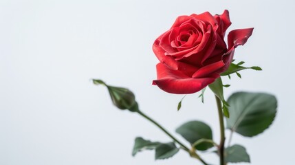 A single red rose with lush petals and green leaves, highlighted by a stark white background, symbolizing romance and love
