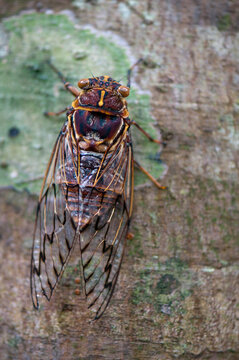Brown cicada on a tree