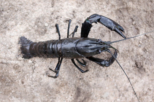 Close up of whole marron on dam bank