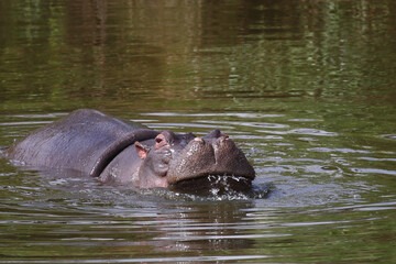 Flußpferd / Hippopotamus / Hippopotamus amphibius