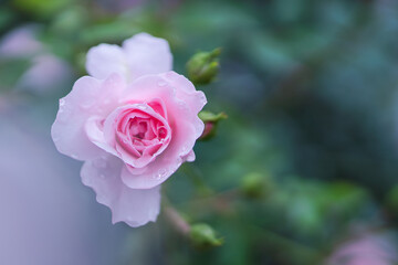 春に咲くフランシスブレイズ　〜開き始めのピンクのバラの花〜