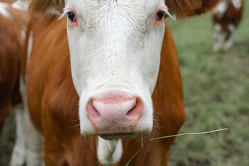Close-up of a cow's face, livestock grazing in a pasture.