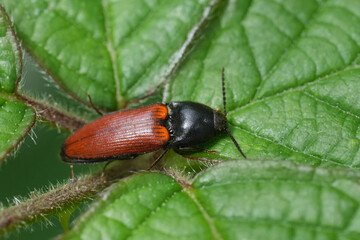 Closeup on a colorful red and black European Ampedus pomorum clicking beetle on a leaf