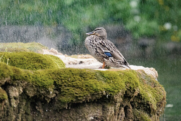 A wild duck stands on the shore in the rain.