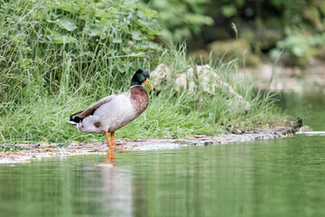 A wild duck stands on the shore of a pond.
