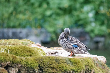 A wild duck stands on the shore in the rain.