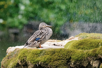A wild duck stands on the shore in the rain.