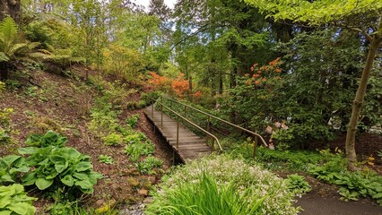 Obraz premium bridge in the forest