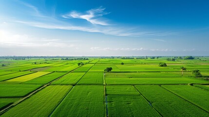 Aerial view of lush green paddy fields stretching to the horizon under a clear blue sky