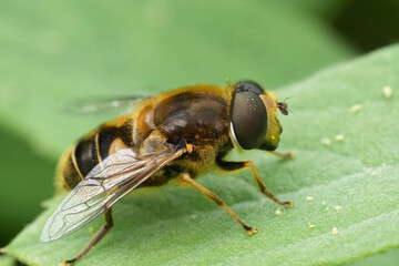 Detailed closeup on the Stripe-faced Dronefly, Eristalis nemorum, sitting on a green leaf