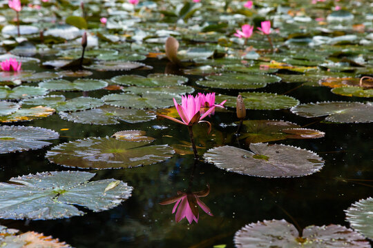 wide shot of water lilies growing on a pond