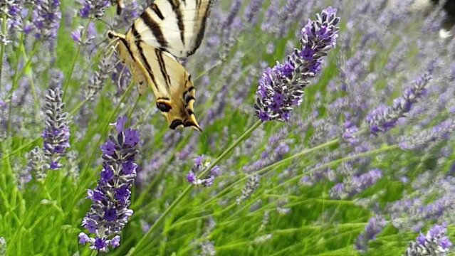 Borboleta