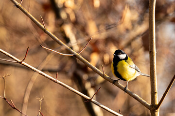 Yellow great tit (Parus major) perched on tree branch