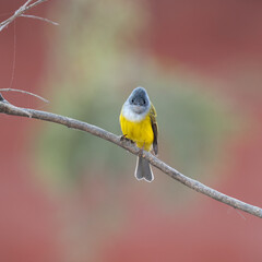 Fototapeta premium Canary-flycatcher bird perched on a branch
