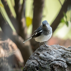 Oriental magpie-robin avian resting on a stone beside a majestic tree