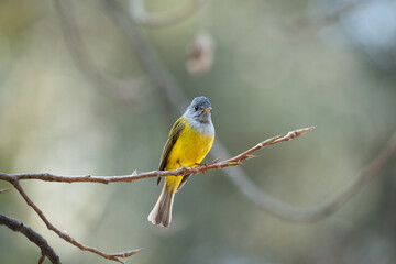 Canary-flycatcher bird perched on a branch