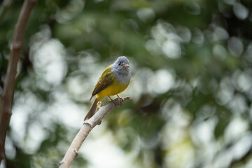 Canary-flycatcher bird perched on a branch