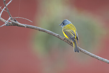 Canary-flycatcher bird perched on a branch