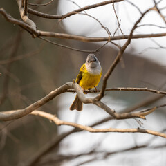 Canary-flycatcher bird perched on a branch
