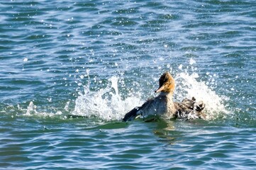 Middle merganser taking a bath
