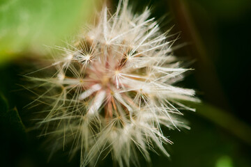 Closeup shot of fluffy white dandelion with soft petals