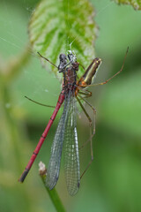 Closeup on the predation of a large red damselfly, Pyrrhosoma nymphula, , captured by a Tetragnatha spider species