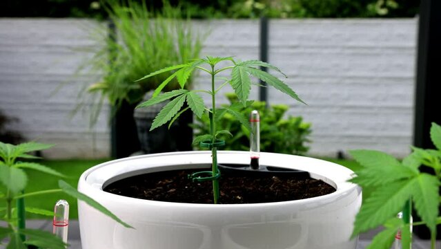Marihuana Cannabis Video Outdoor Aufzucht