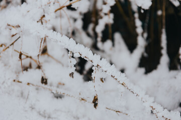 snow and ice crystals are growing on a bush of plants