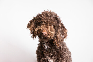 Fluffy dog sitting and making eye contact with camera