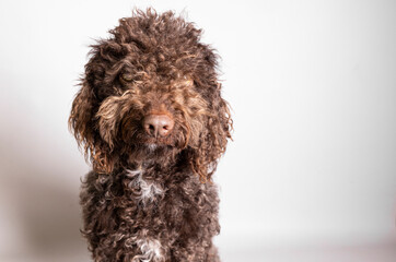 Dog seated on a clean white floor gazes away from the camera