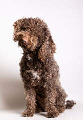 Cute brown poodle sitting on floor, gazing away from camera