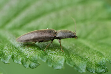 Detailed closeup on a brown clicking beetle, Athous, Athous haemorrhoidalis, sitting high up on a leaf
