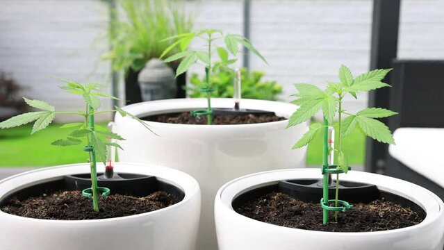 Marihuana Cannabis Video Outdoor Aufzucht