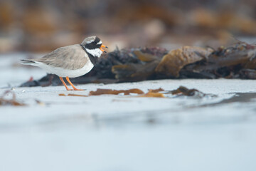 Ringed Plover (Charadrius hiaticula). This is a small plover that breeds in Arctic Eurasia. Bird on beach during migration. Wildlife scene of nature in Europe.