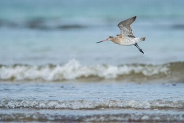 With its long beak, white-barred wings and namesake tail, the Black-Tailed Godwit is a distinctive and elegant bird. Isle of Uist, Scotland. United Kingdom