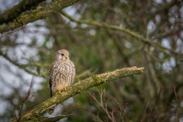 A Beautiful Eurasian kestrel Falcon sat perched in green oak tree Somerset United Kingdom