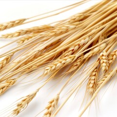 Ears of wheat isolated on white background