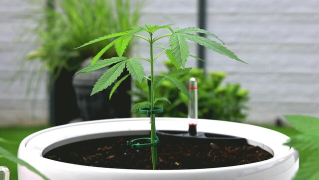 Marihuana Cannabis Video Outdoor Aufzucht