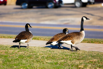 Small flock of geese in a populated area