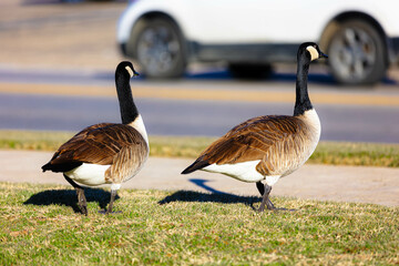 Fototapeta premium Small flock of geese in a populated area