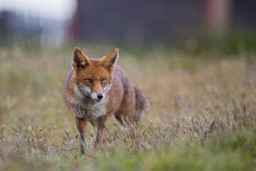 Close up of a Red fox standing in green grass