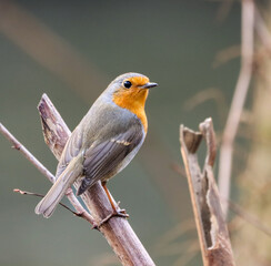 Closeup of a European robin perched on a branch