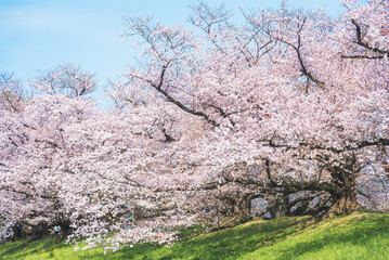 Sakura blooming trees are adorned with delicate white and pink flowers