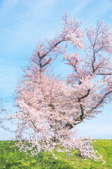 Sakura blooming trees are adorned with delicate white and pink flowers