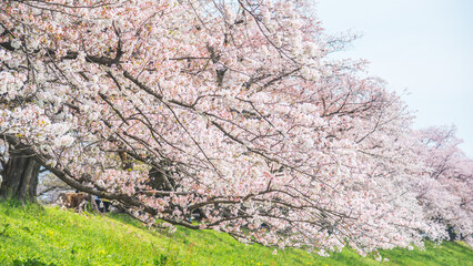 Sakura blooming trees are adorned with delicate white and pink flowers