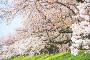 Sakura blooming trees are adorned with delicate white and pink flowers