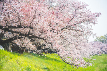Fototapeta premium Sakura blooming trees are adorned with delicate white and pink flowers